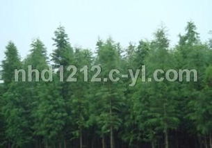 中山杉小苗與眉杉中聯(lián) 兩種特色杉樹的識別與種植管理